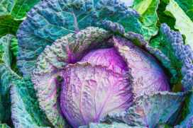 cabbage-vegetable-power-green.jpg