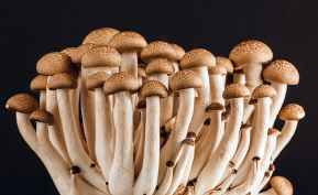 mushroom-fungi-fungus-many-53494.jpeg